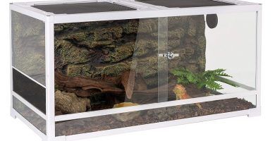 ▷ What Are The Best Glass Reptile Terrarium 2022 - Best Exotic Pets